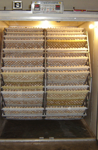 Egg Incubator Model 2